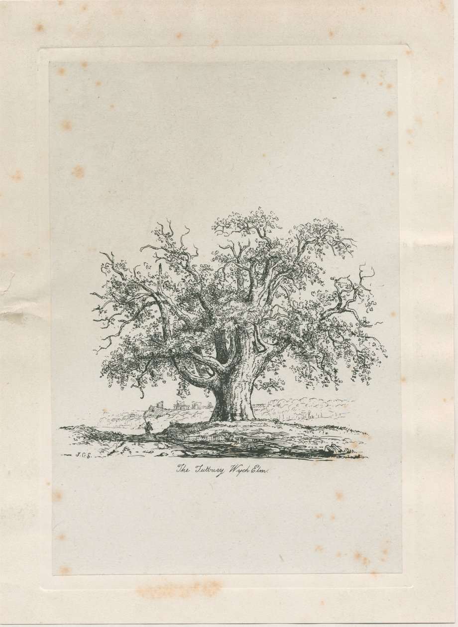 Tutbury - "Wych Elm": rytina, nd [c 1820] od Jacob George Strutt