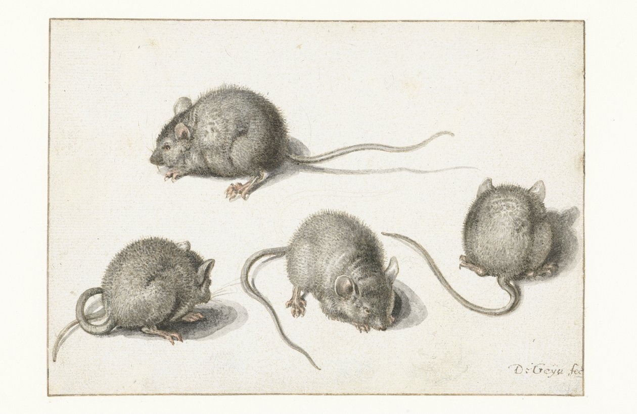 Čtyři studie nemocné myši od Jacob II de Gheyn