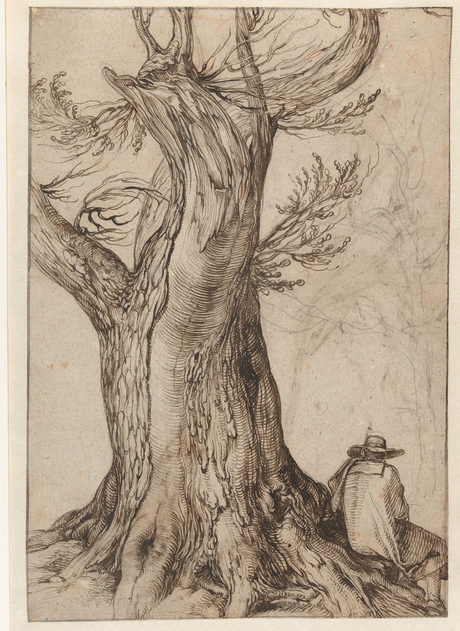 Studie kmene stromu od Jacob II de Gheyn