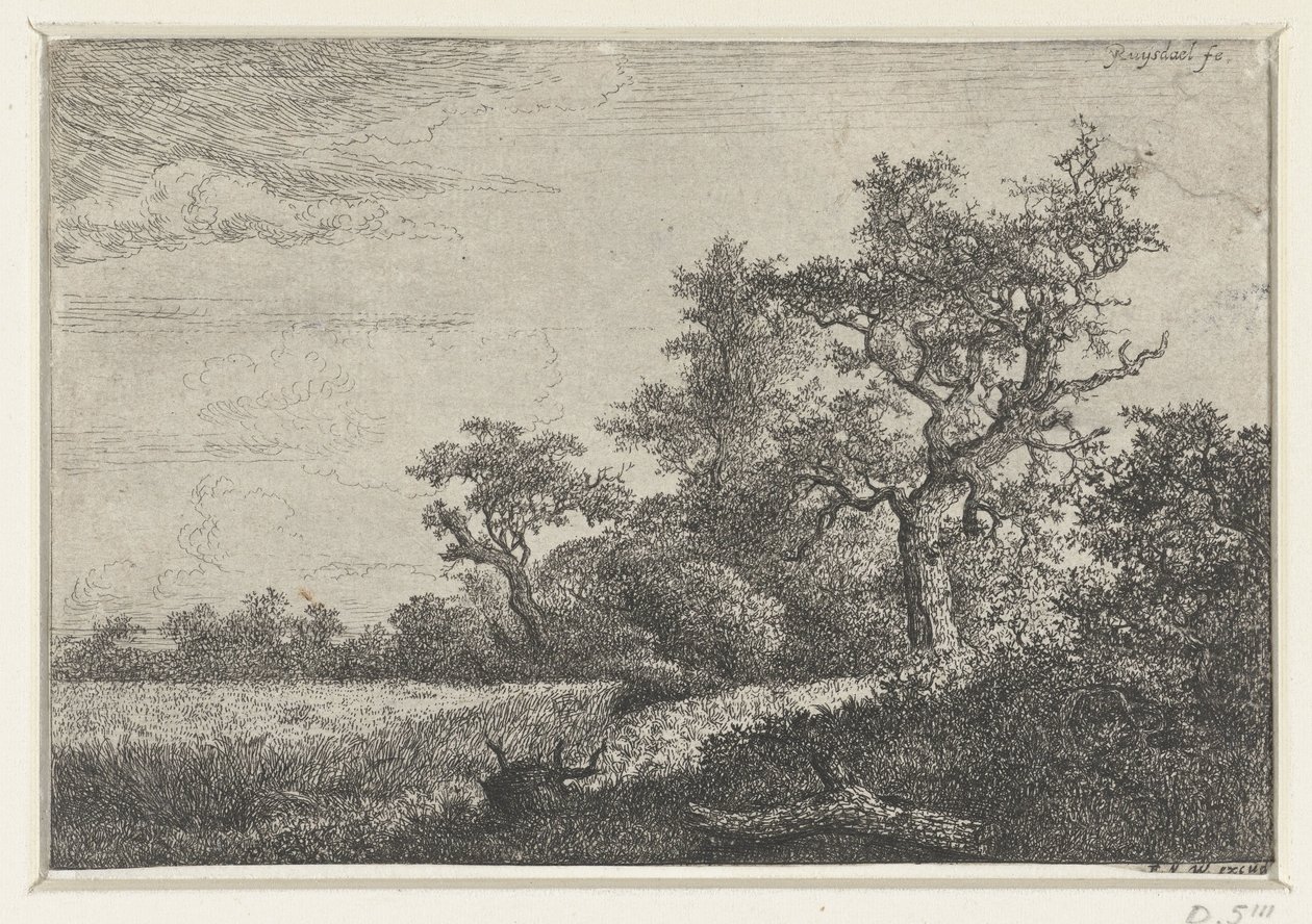 Kukuřičné pole od Jacob van Ruisdael