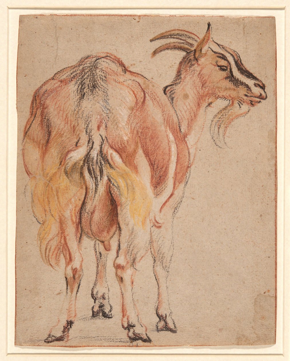 Koza, cca 1657 (křída a mytí zvýrazněné bílou) od Jacob Jordaens