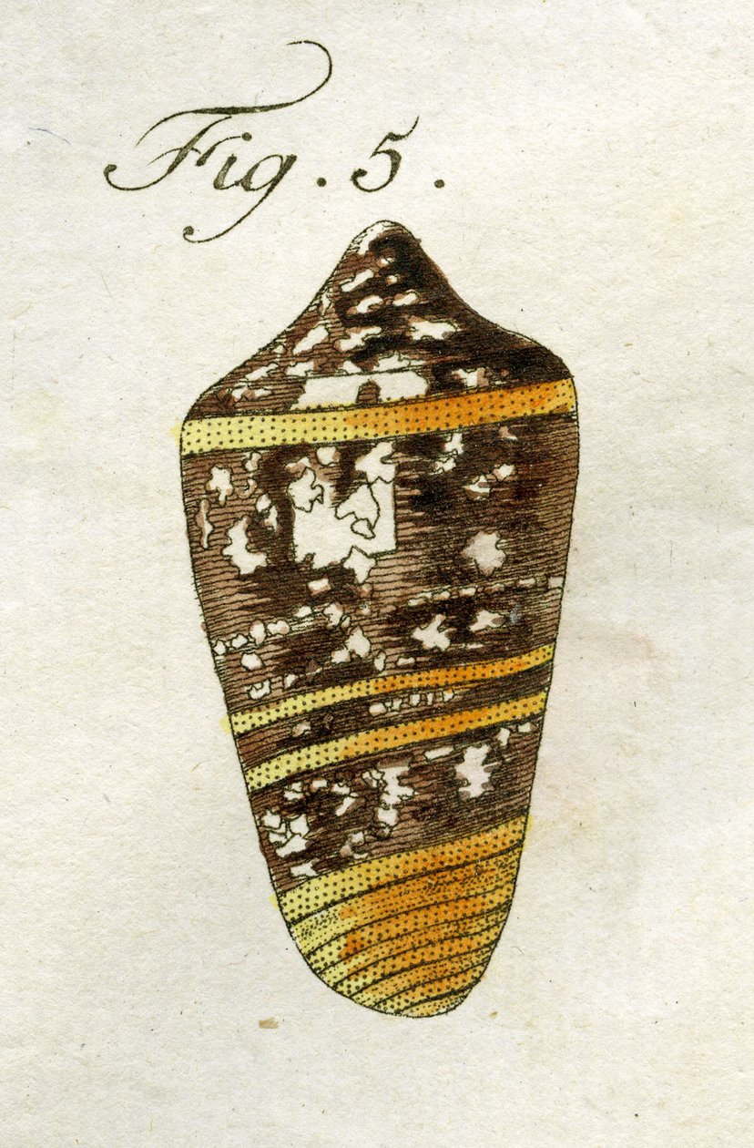 Ilustrace Conus Ammiralis (poddruh Summus), 1790 (ručně kolorovaná rytina) od Jacob Xavier Schmuzer