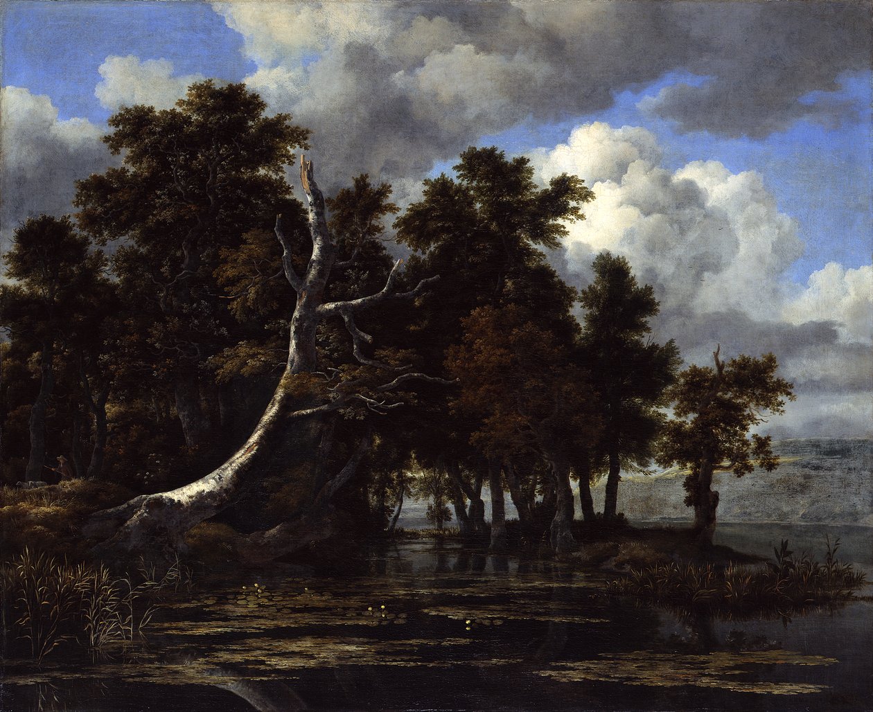 Duby u jezera s lekníny od Jacob van Ruisdael