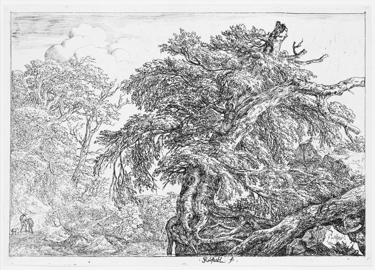 Velký buk od Jacob van Ruisdael