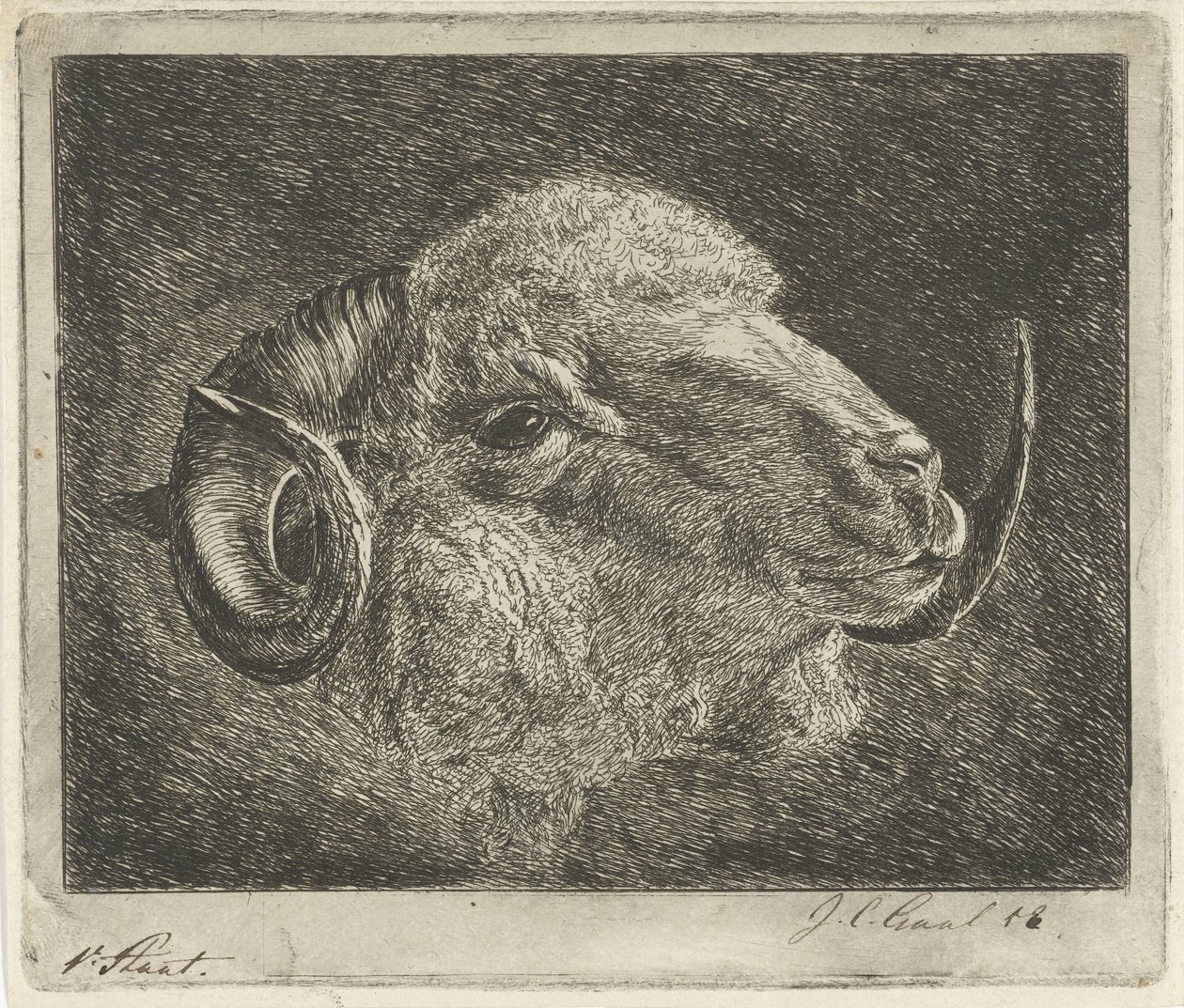 Hlava berana s rohy otočená dozadu od Jacobus Cornelis Gaal (signed by artist)