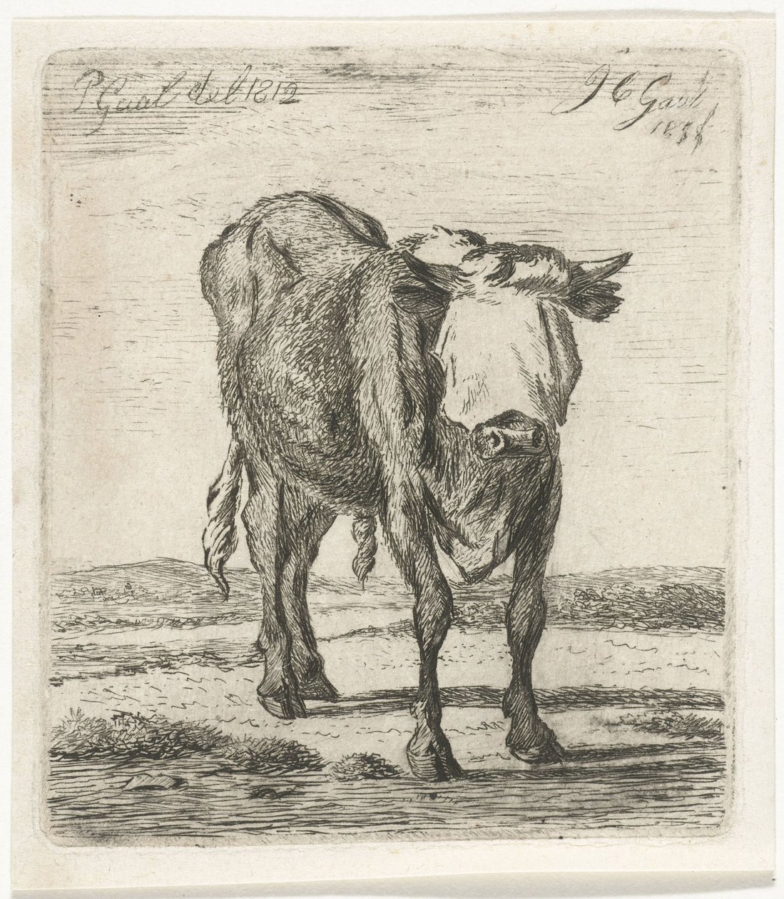Býk se zavázanýma očima od Jacobus Cornelis Gaal