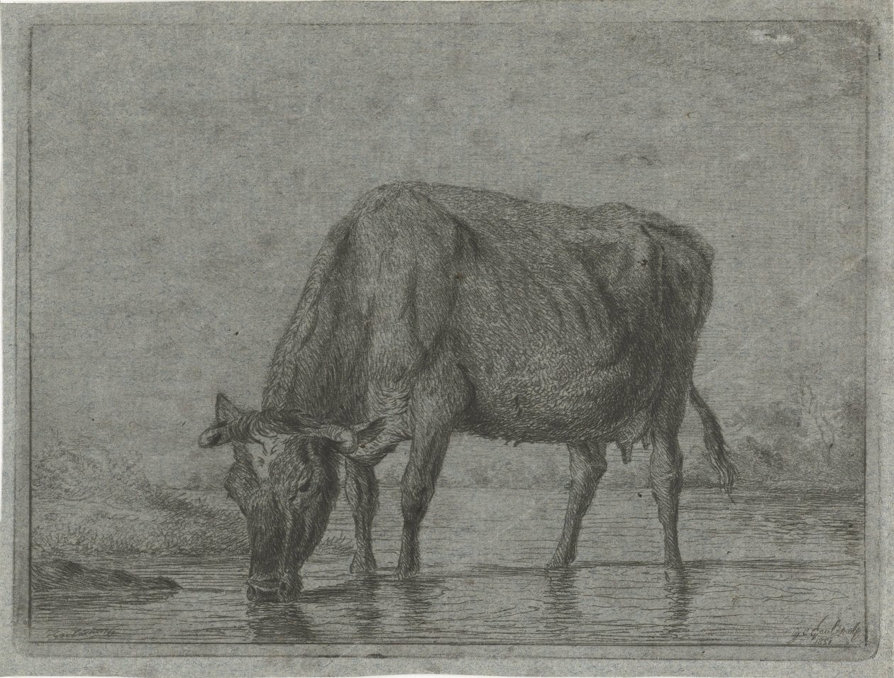 Kráva pije z louže od Jacobus Cornelis Gaal