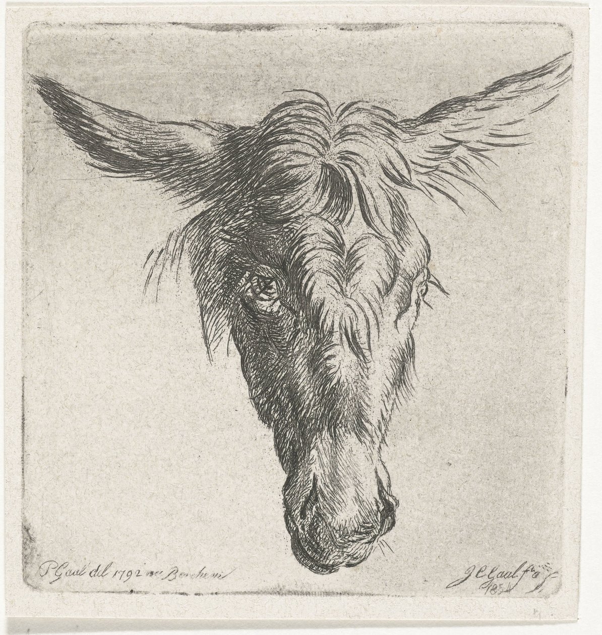 Hlava osla od Jacobus Cornelis Gaal