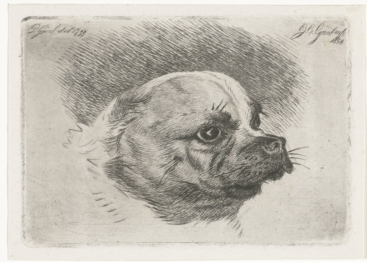 Hlava mopse od Jacobus Cornelis Gaal