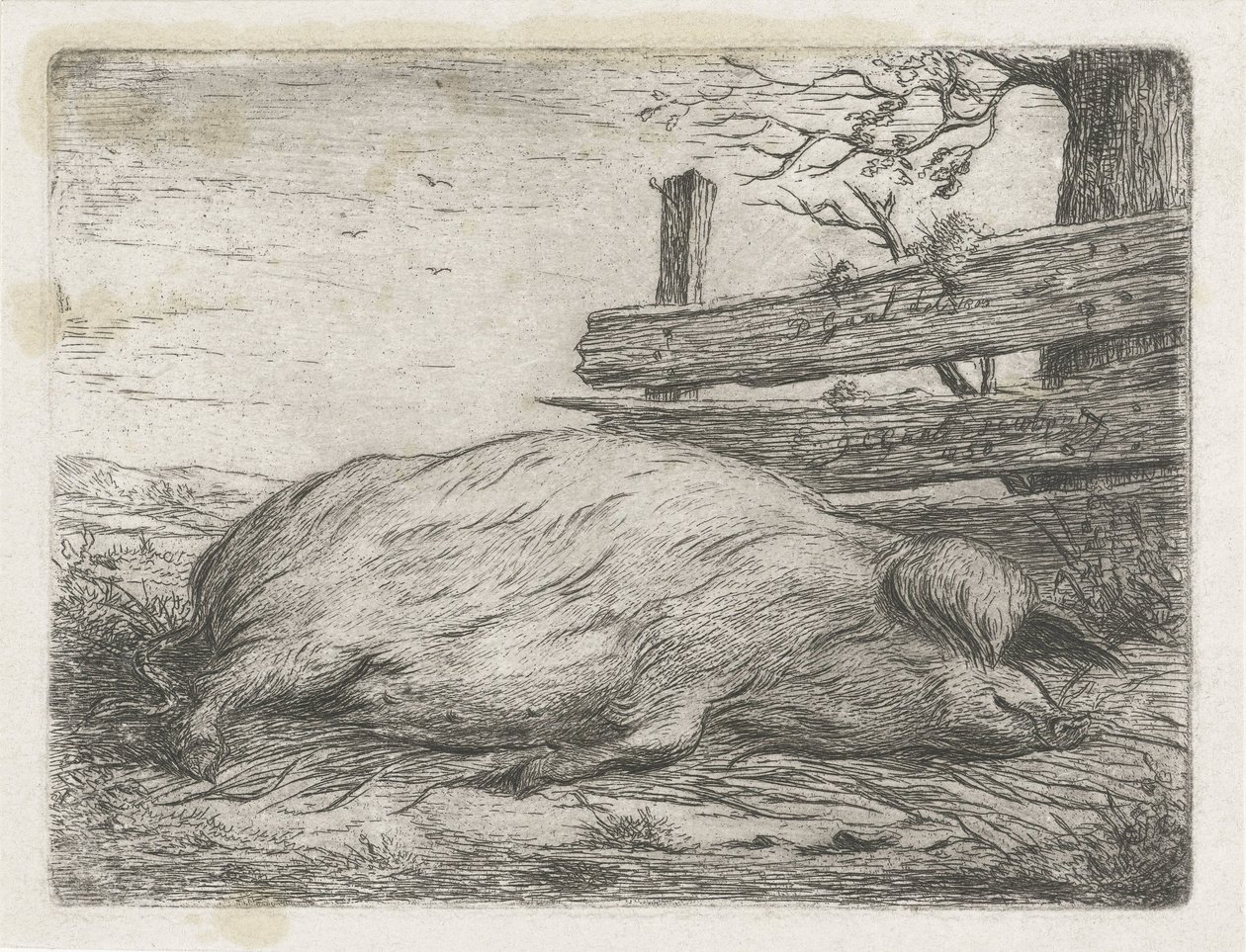 Ležící divočák od Jacobus Cornelis Gaal