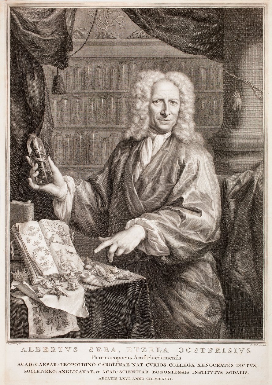 Portrét Albertuse Seby podle Jana Mauritse Quinkharda od Jacobus Houbraken