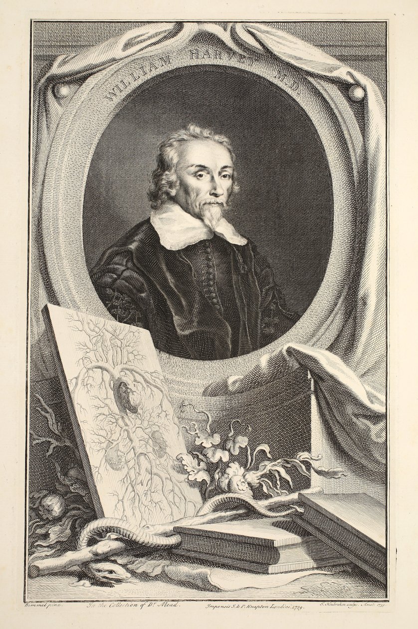 Portrét Williama Harveyho, ilustrace z 