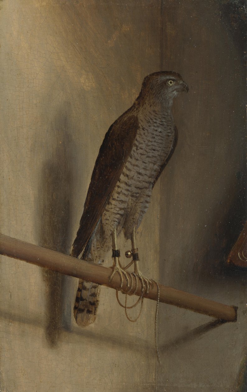 Sparrowhawk od Jacopo de Barbari