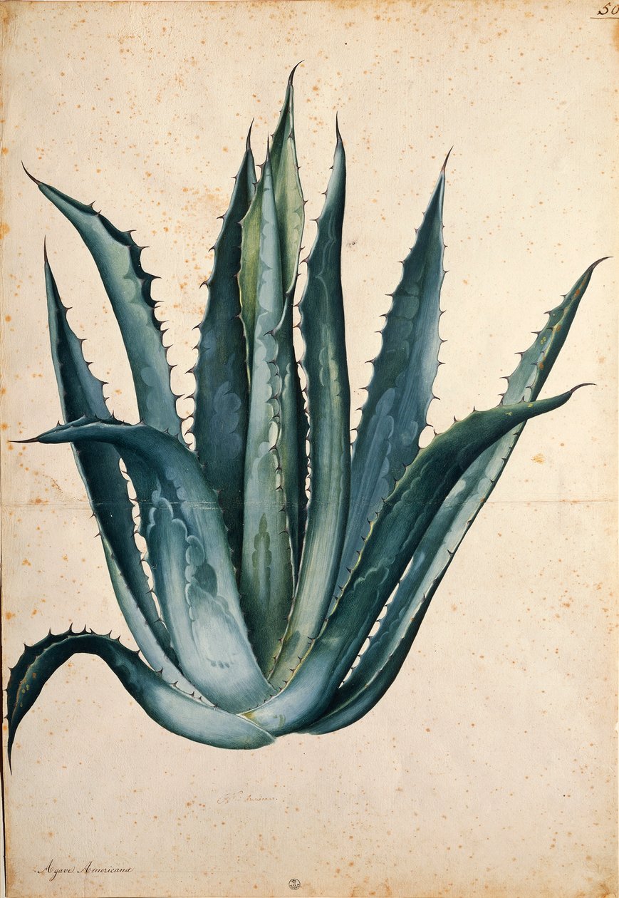 Století rostlina (Agave americana) od Jacopa Ligozziho od Jacopo Ligozzi