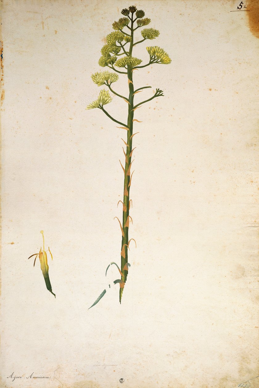 Stoletý rostlinný květ (Agave americana) od Jacopa Ligozziho od Jacopo Ligozzi