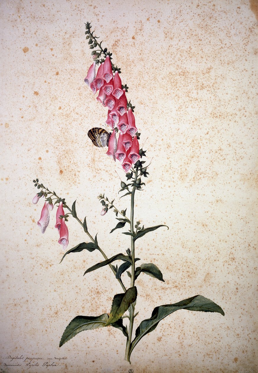 Herbář : Digitalis purpurea s Papilio paphia od Jacopo Ligozzi