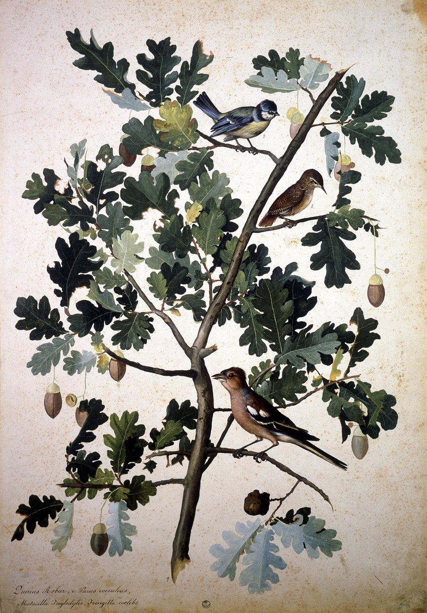 Herbář: Quercus robur od Jacopo Ligozzi