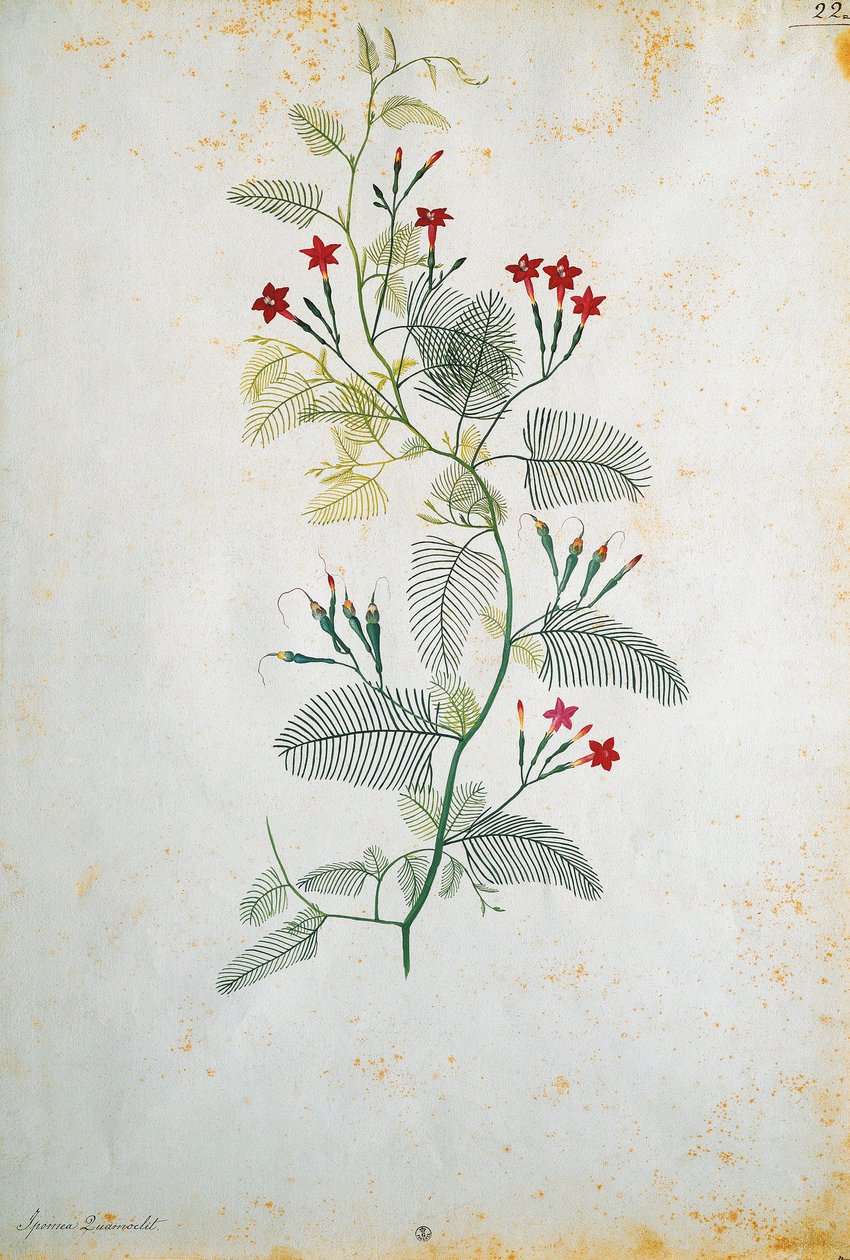 Itálie, Quamoclit pennata (cypřiše), mexická rostlina, Jacopo Ligozzi (1547-1627) od Jacopo Ligozzi
