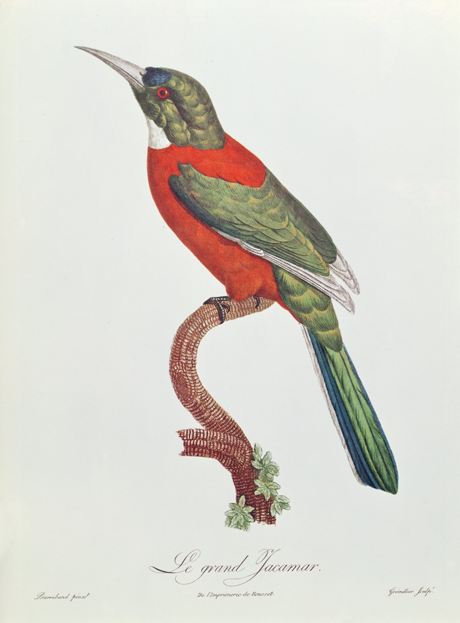 Great Jacamar, vyryto Gromillierem (barevné rytí) od Jacques Barraband