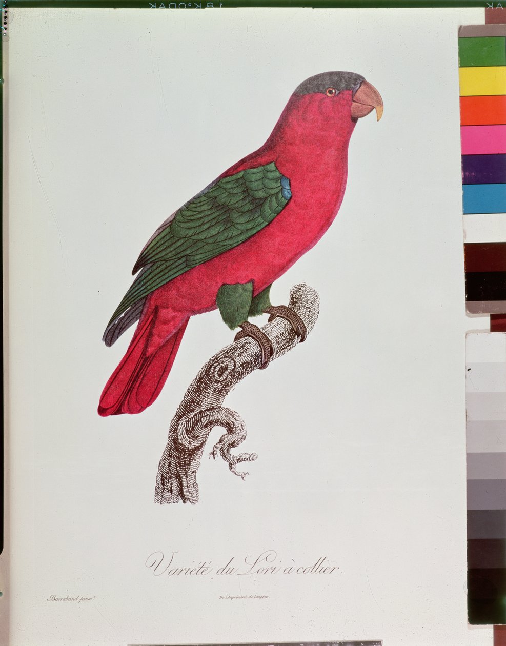 Papoušek: Lory nebo Collared od Jacques Barraband