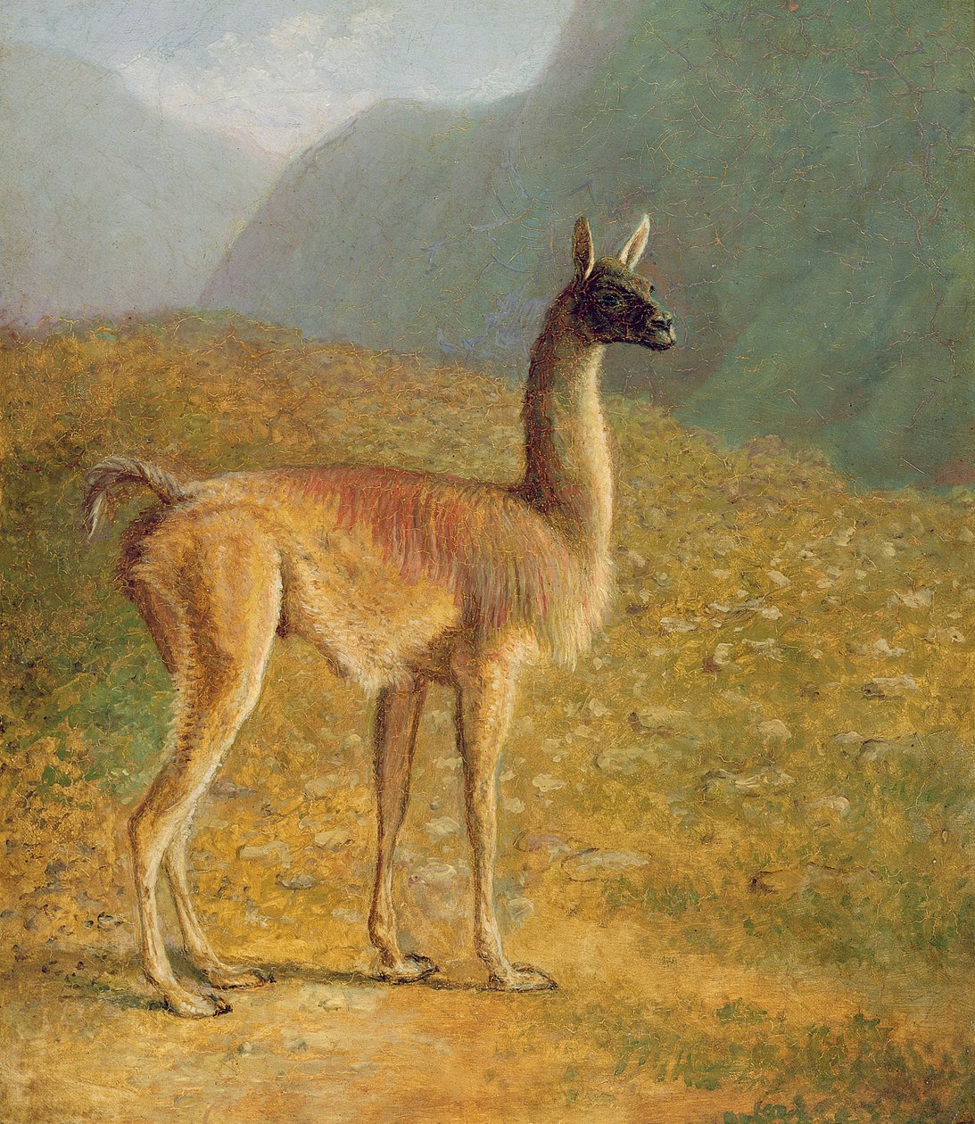Guanaco, kolem roku 1848 od Jacques Laurent Agasse
