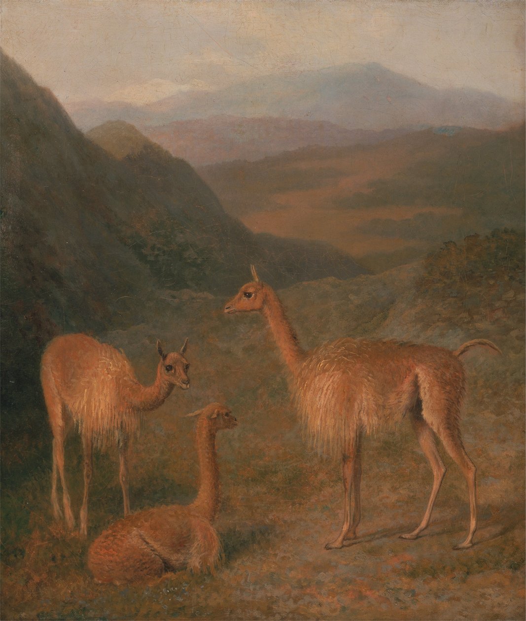 Vicunas od Jacques Laurent Agasse