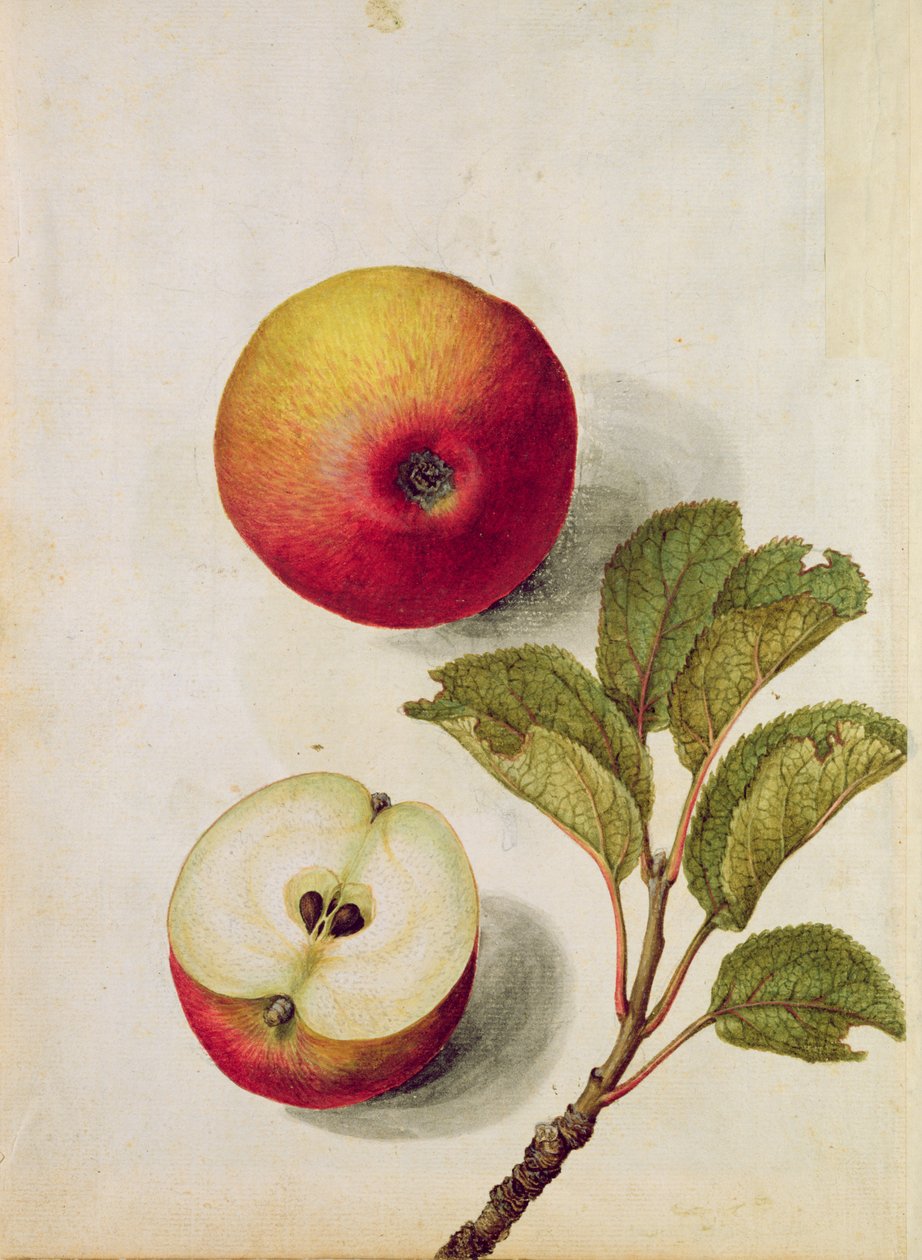 Jablko: Pyrus malus, cca 1568, od Jacques Le Moyne