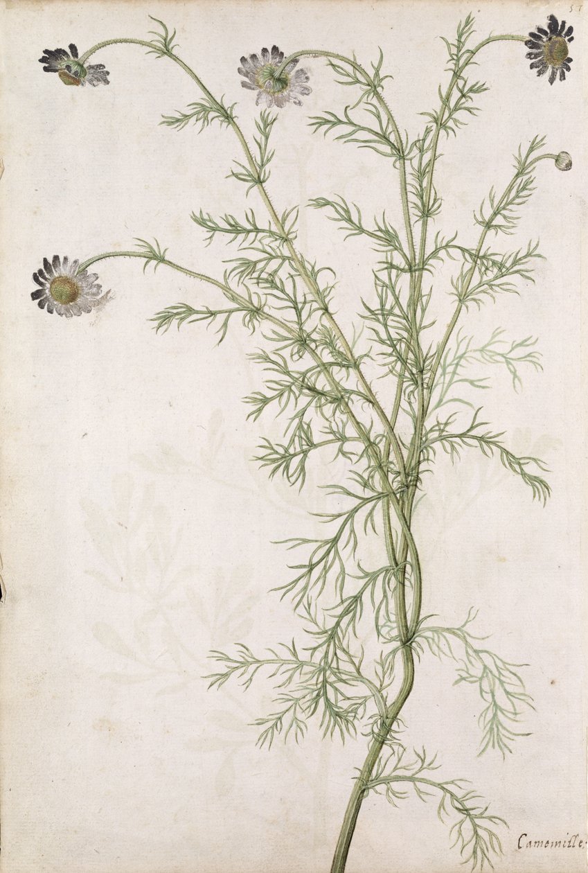 Chamaemelum Nobile Allioni, kolem roku 1568 od Jacques Le Moyne