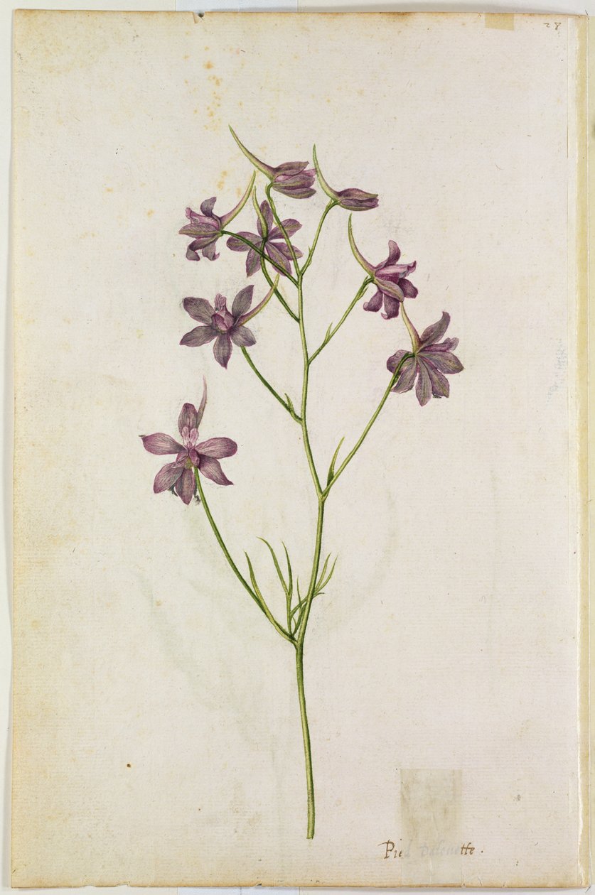 Delphinium ajacis, kolem roku 1568 od Jacques Le Moyne