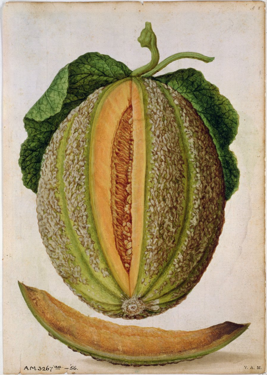 Meloun, kolem roku 1568 od Jacques Le Moyne
