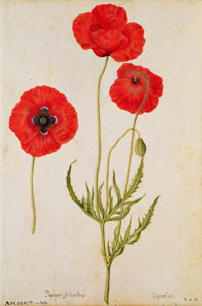 Papaver rhoeas, c1568 od Jacques Le Moyne