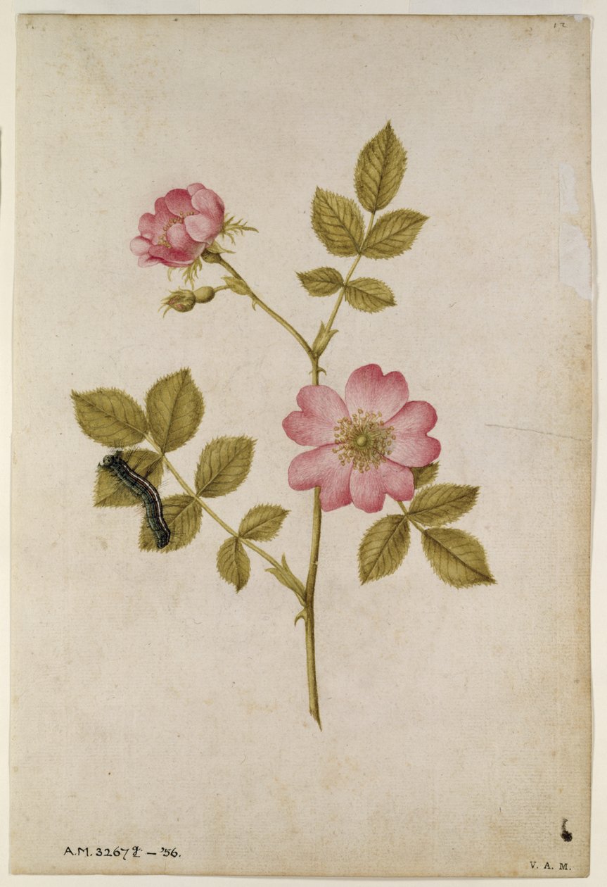 Rosa Canina - Dogrose a Caterpillar (tužka a wc na papíře) od Jacques Le Moyne