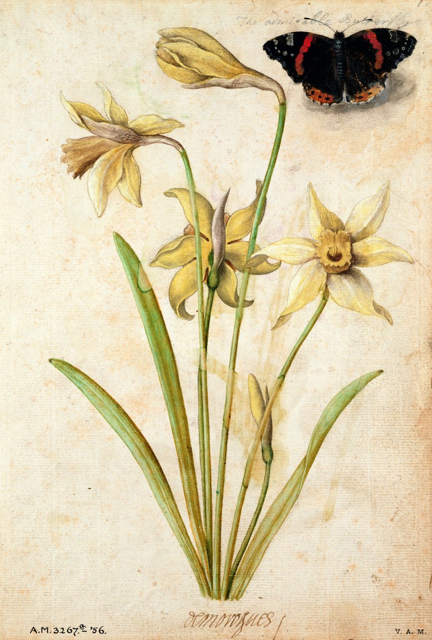 Divoký narcis a červený admirál od Jacques Le Moyne