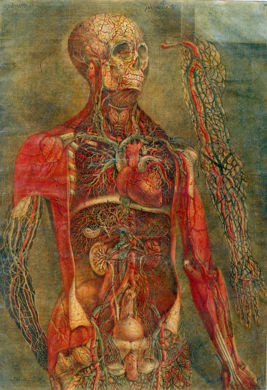 Vnitřní orgány těla, deska z "Anatomie viscerálů", pitval, maloval a vyryl Gautier, 1745 (barevná rytina) od Jacques Fabien Gautier d