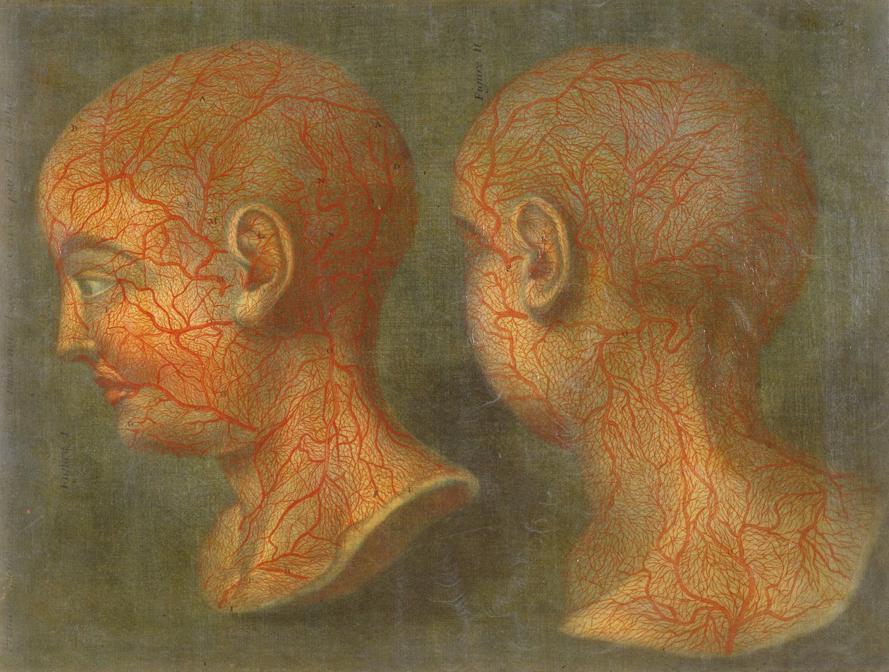 Povrchové krevní cévy hlavy a krku, z „Anatomie de la Tete“, 1748 (mezzotinta) od Jacques Fabien Gautier d
