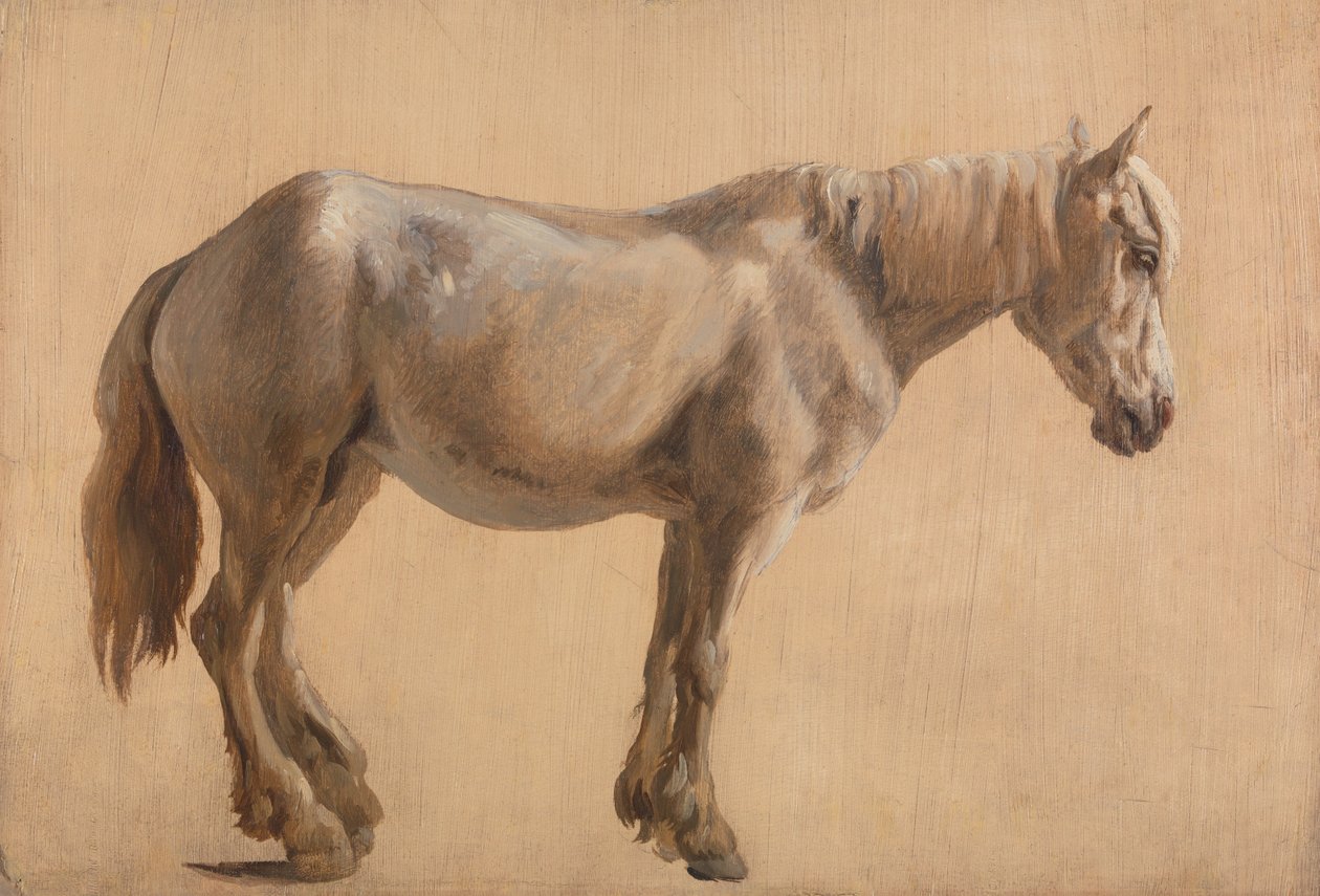 Studie šedého koně od Jacques-Laurent Agasse