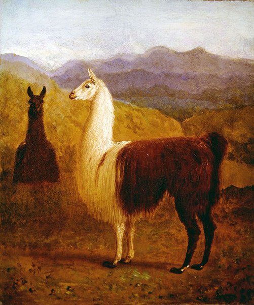 Dvě lamy (olej na plátně) od Jacques Laurent Agasse