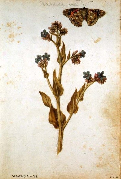Anchusa officinalis s malovaným motýlem lady, c.1568 od Jacques  Le Moyne