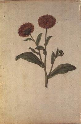 Calendula officinalis, asi 1568 od Jacques  Le Moyne