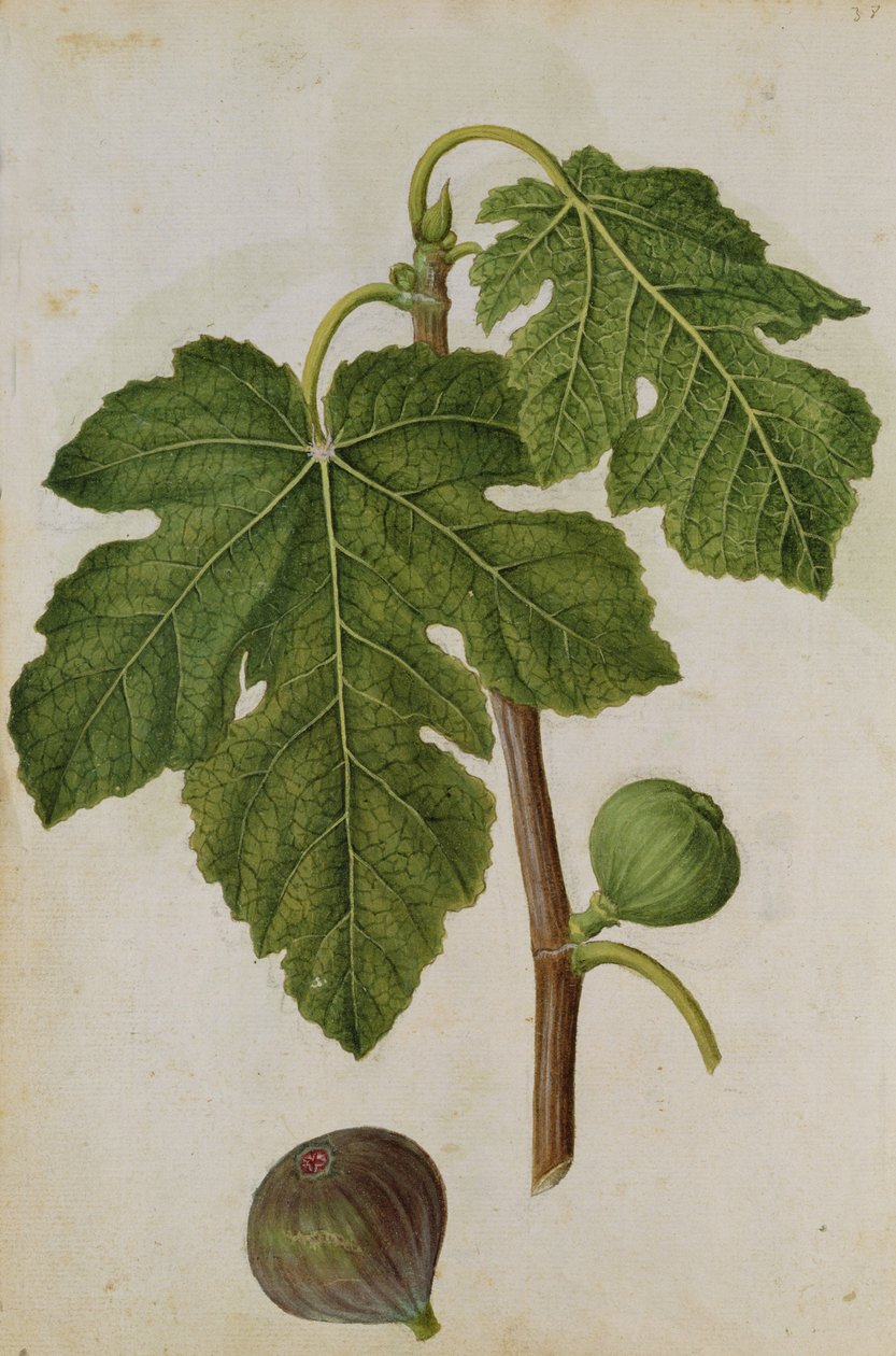 Obr.: Fíkus, asi 1568, autor: J.le Moyne de Morgues (asi 1530-88) od Jacques (1533-88) Le Moyne