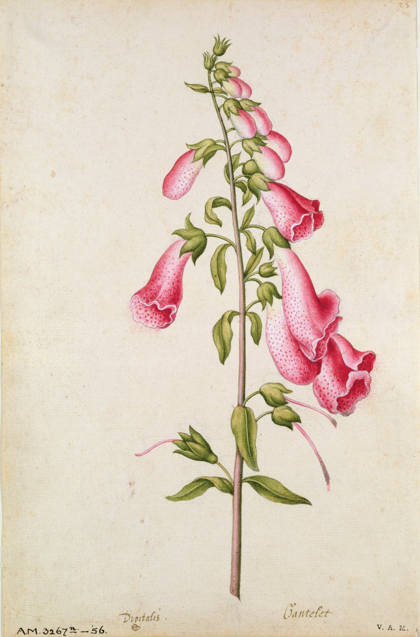 Náprstník: le Moyne de Morgues (asi 1530-88), Digitalis purpurea, asi 1568, autor: J. le Moyne de Morgues od Jacques (1533-88) Le Moyne