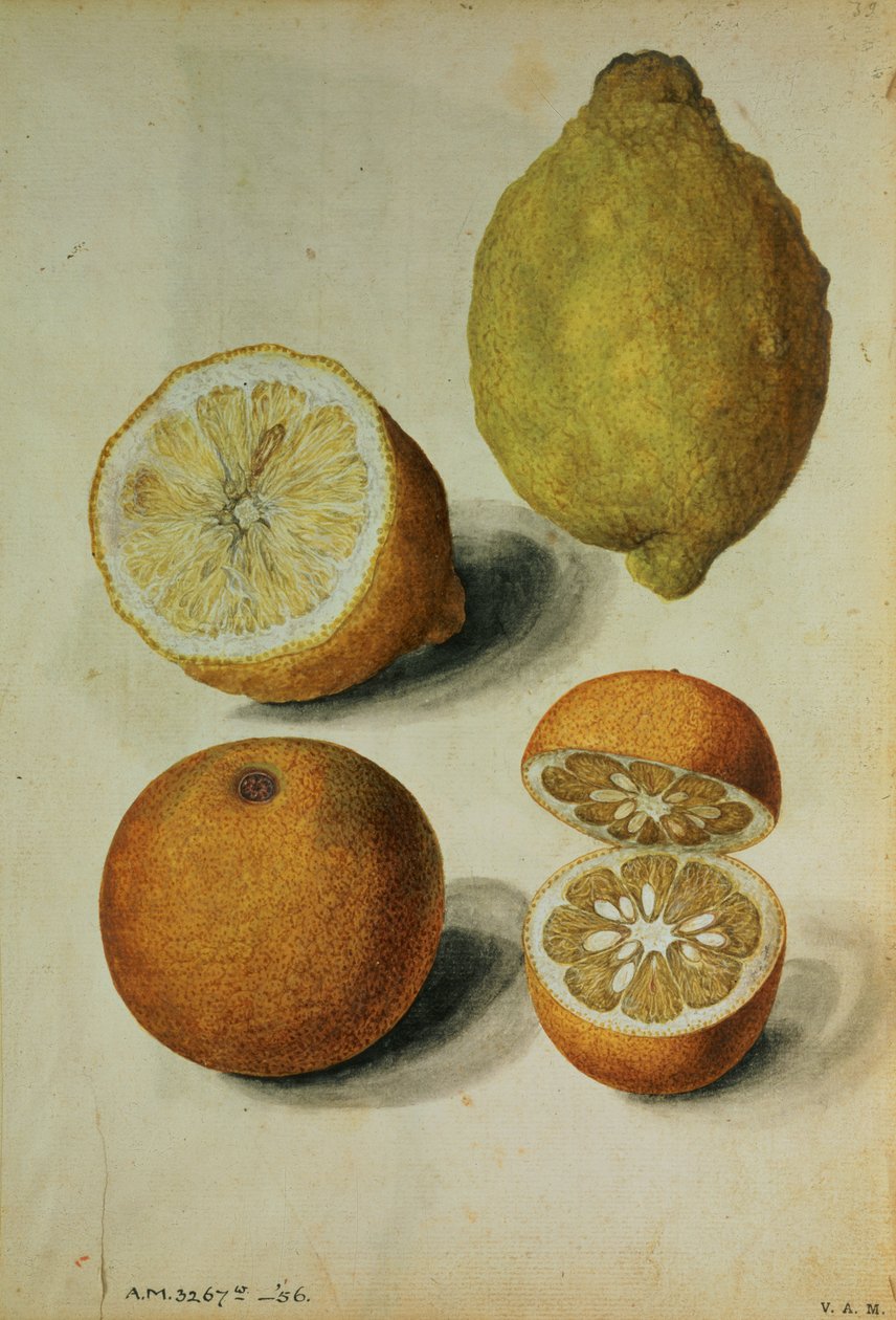 Citrony: Citrus limonum a Citrus aurantium, asi 1568 (akvarel na papíře) od Jacques (1533 88) Le Moyne