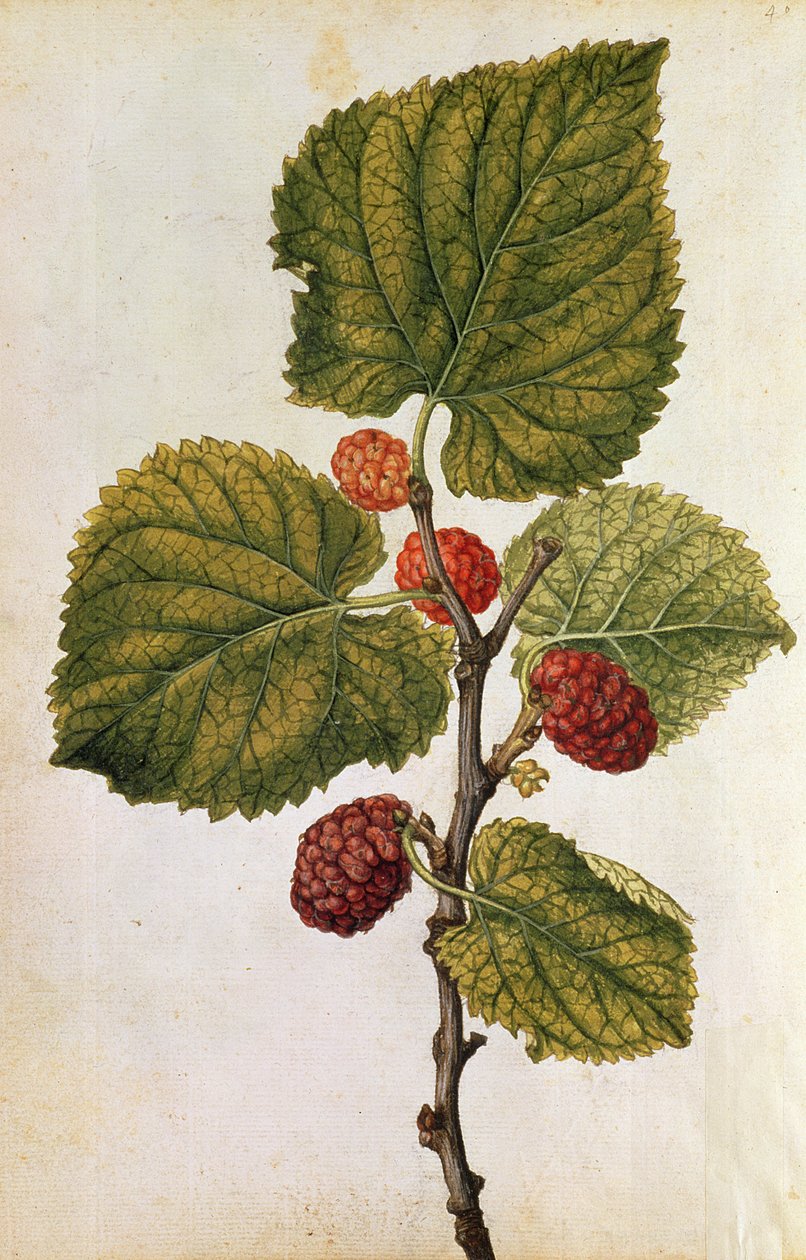  od Jacques (1533-88) Le Moyne