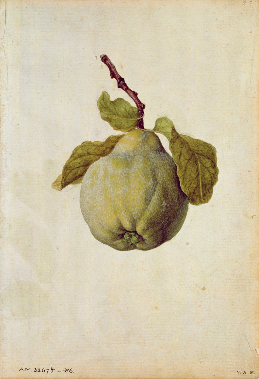 Kdoule: Cydonia vulgaris, asi 1568, autor J.le Moyne de Morgues (asi 1530-88) od Jacques (1533-88) Le Moyne