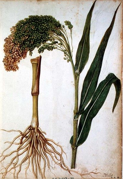 Setaria italica, kolem 1568 od Jacques  Le Moyne