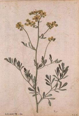 Ruta graveolens, kolem 1568 od Jacques  Le Moyne