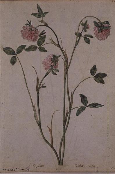 Trifolium pratense, kolem 1568 od Jacques  Le Moyne