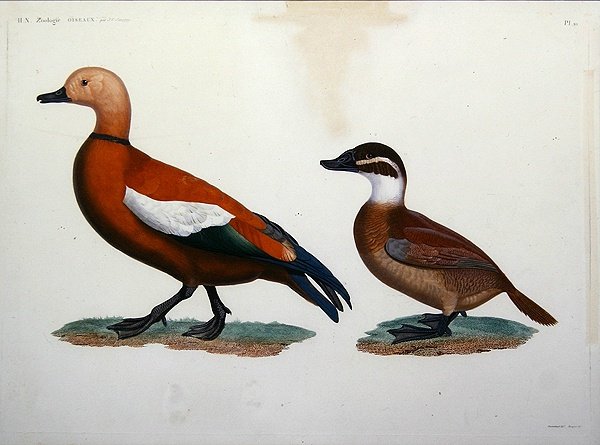 Casarca Duck od Jacques (after) Barraband