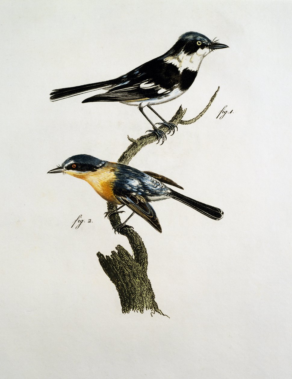 Samec a samice Pririt Batis (Batis pririt) od Jacques (after) Barraband