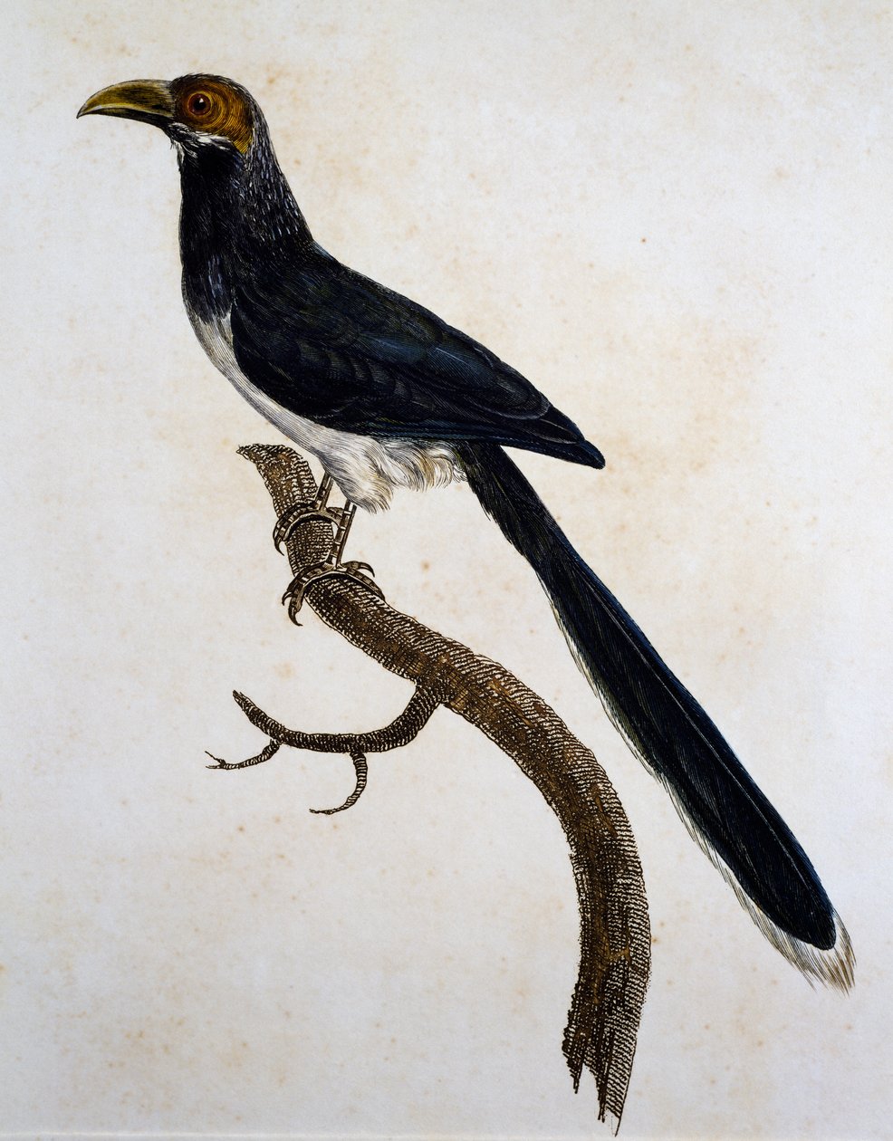 Malkoha červenolící (Phaenicophaeus pyrrhocephalus) od Jacques (after) Barraband